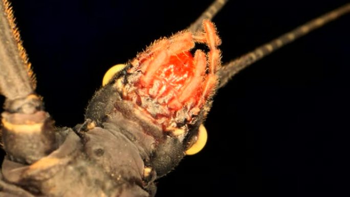 棒虫的细节在黑色背景上。金眼竹节虫肖像 (佩鲁法斯玛·舒尔泰)，超级宏观3:1，4K-50fps