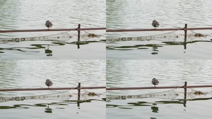 鸭子在水面护栏休息