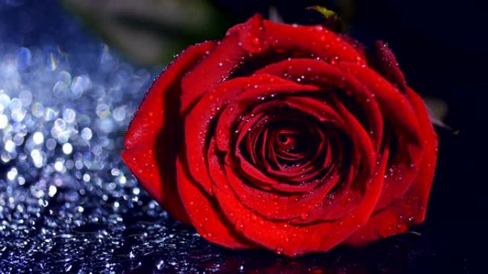 一滴水中的红玫瑰在光线下躺着。