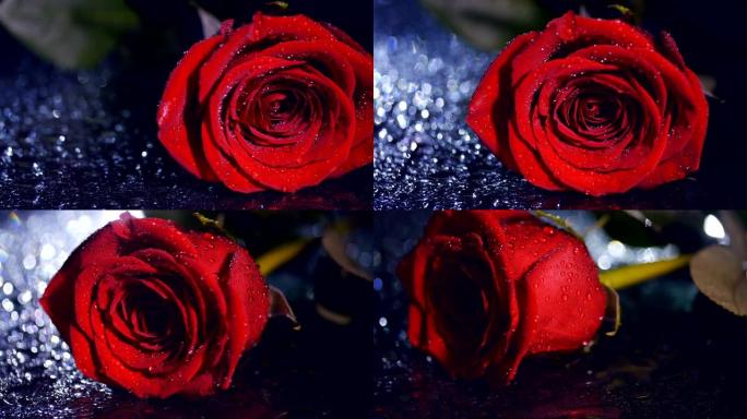 一滴水中的红玫瑰在光线下躺着。