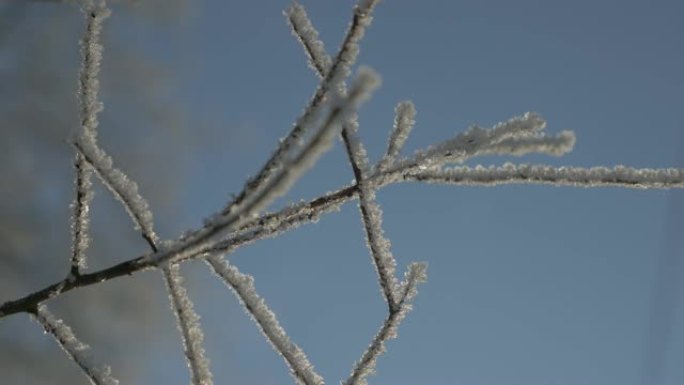 白霜下的树枝缓慢倾斜4K 2160p UHD视频-树枝上的白霜照耀着清晨的太阳4K 3840X216