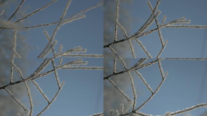 白霜下的树枝缓慢倾斜4K 2160p UHD视频-树枝上的白霜照耀着清晨的太阳4K 3840X216