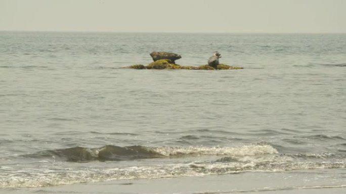 斑海豹(千岛群岛)