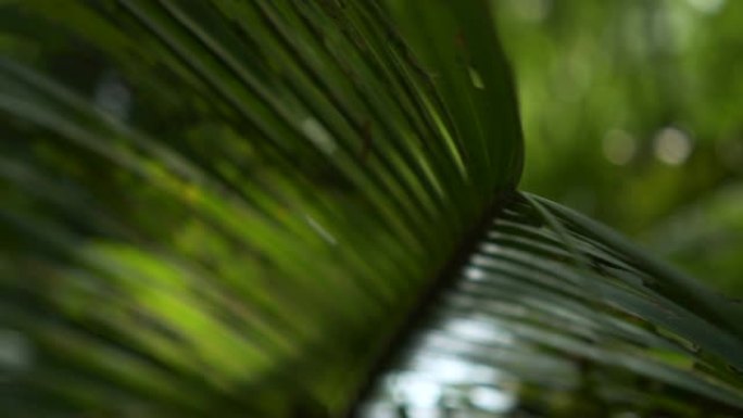 斐济岛上外来植物的镜头。
