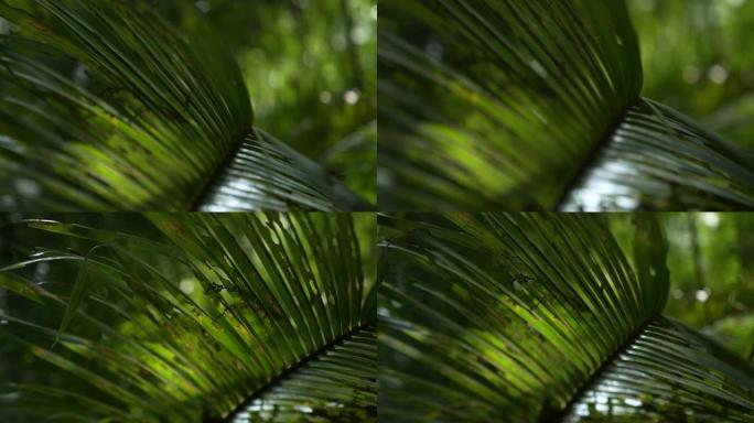 斐济岛上外来植物的镜头。