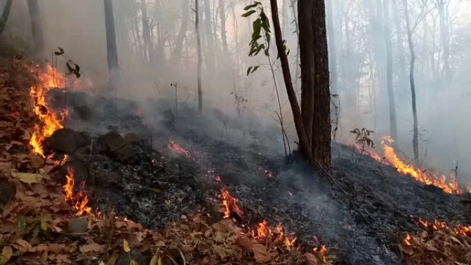 森林大火。野火，污染和大量烟雾后烧毁的树木