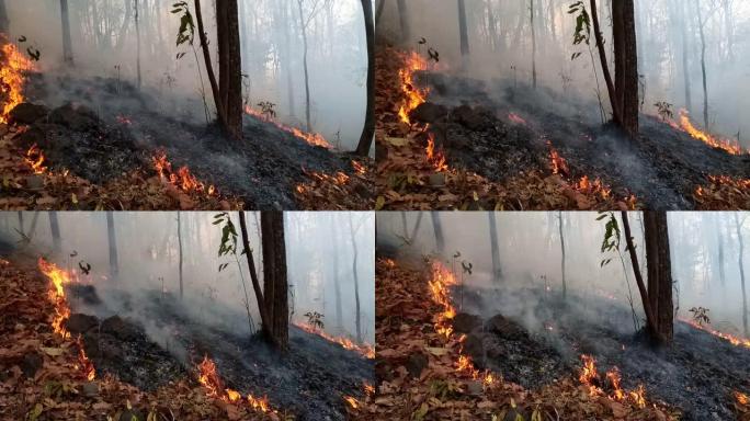 森林大火。野火，污染和大量烟雾后烧毁的树木