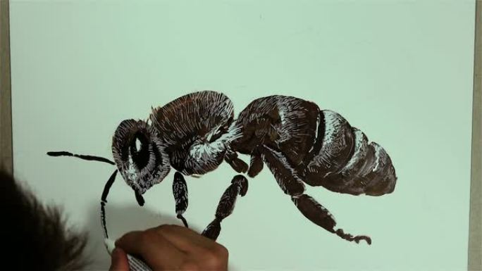一只手用铅笔在白板上画一只蜜蜂昆虫