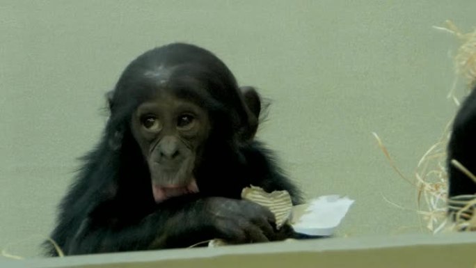 Bo黑猩猩婴儿将嘴放在手臂上，然后摇头