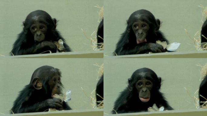 Bo黑猩猩婴儿将嘴放在手臂上，然后摇头