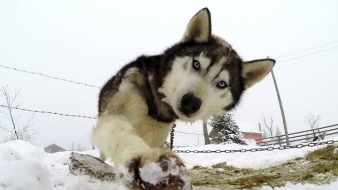 西伯利亚哈士奇狗玩相机