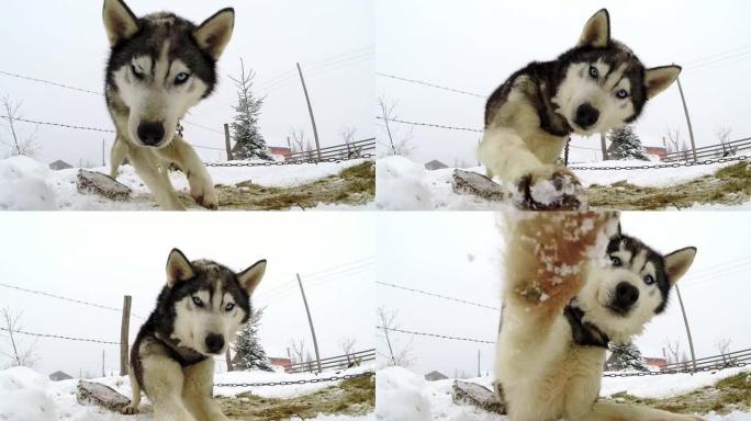 西伯利亚哈士奇狗玩相机