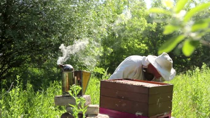 养蜂人，养蜂人正在检查蜂窝木框架上的蜜蜂