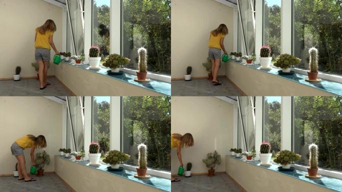 女孩水仙人掌植物在温室里浇水。4K