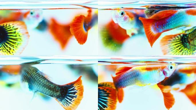 一组迷人的五颜六色的孔雀鱼游泳，特写镜头。