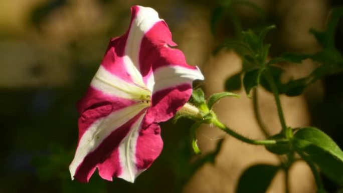 条纹矮牵牛花