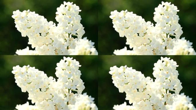 春天的白色丁香花