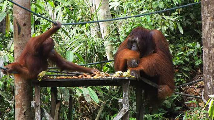 在东马来西亚Semenggoh自然保护区吃水果的野生婆罗洲猩猩