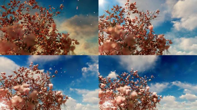 玉兰花树，花瓣在美丽的延时日出下飞翔