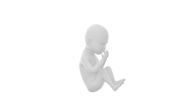 白色婴儿胎儿