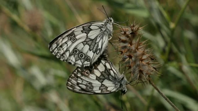 梅拉吉亚·加拉西亚蝴蝶的自然美景状况4K 2160p 30fps超高清镜头-梅拉吉亚·拉里莎巴尔干大
