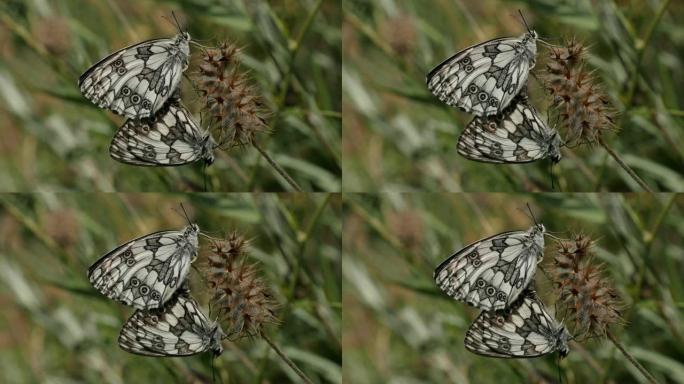 梅拉吉亚·加拉西亚蝴蝶的自然美景状况4K 2160p 30fps超高清镜头-梅拉吉亚·拉里莎巴尔干大