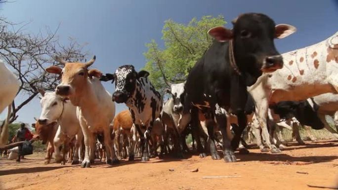 非洲的母牛在看到低角度相机时会停下来