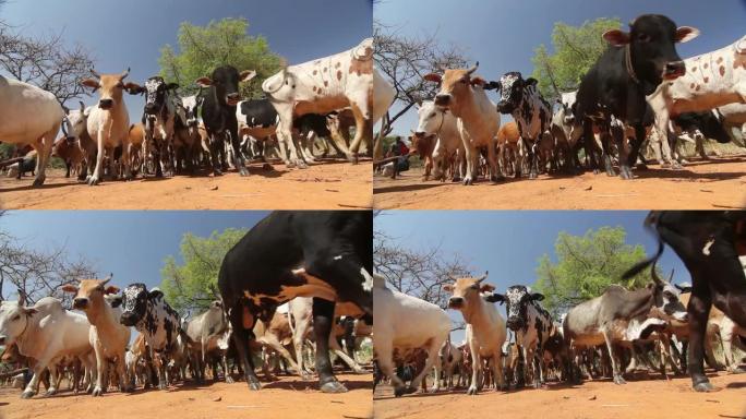 非洲的母牛在看到低角度相机时会停下来