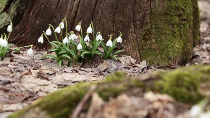 在森林背景中被苔藓覆盖的老树附近，白色开花的雪花莲折叠或Galanthus plicatus。风，微