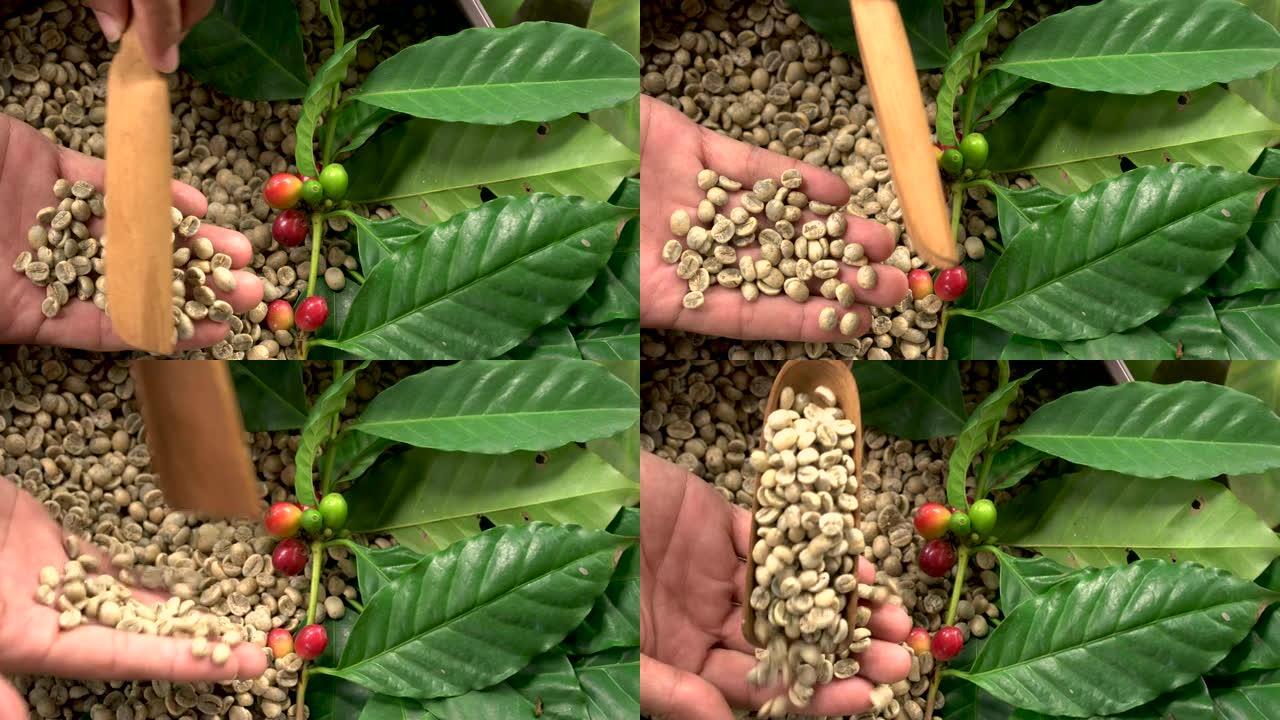 天然有机绿咖啡豆