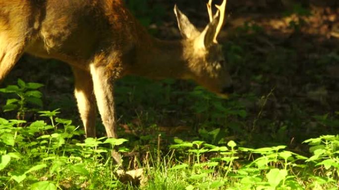 欧洲马鹿 (Capreolus capreolus)