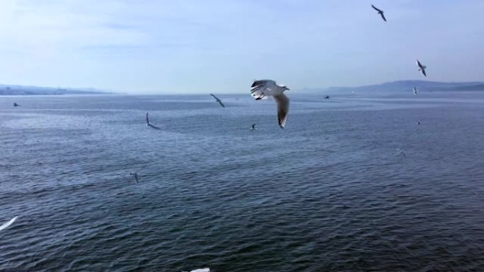 海鸥飞越大海