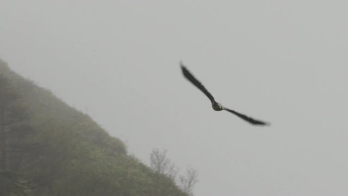 千岛群岛白尾鹰