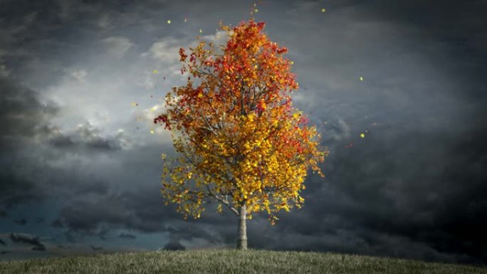 秋天的枫树阴云密布的天空