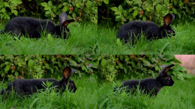 黑色滑稽兔子大耳朵在绿色草地上跳跃