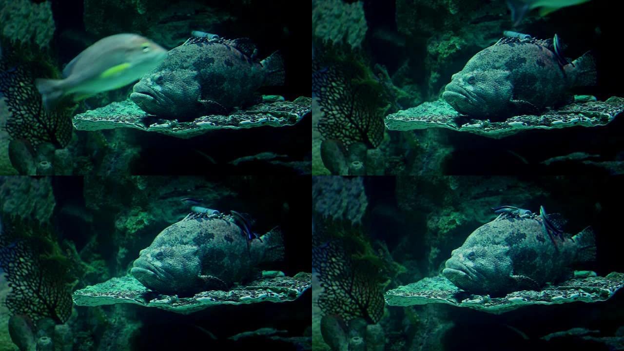 海怪石斑鱼