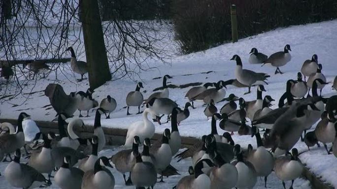 加拿大鹅聚集在雪湖一侧
