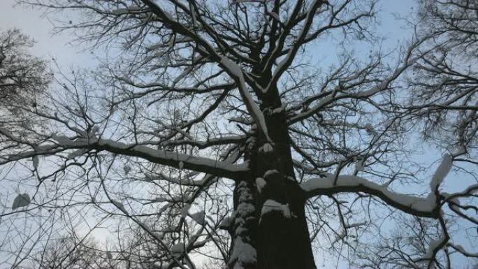 树枝被雪覆盖，多莉开枪