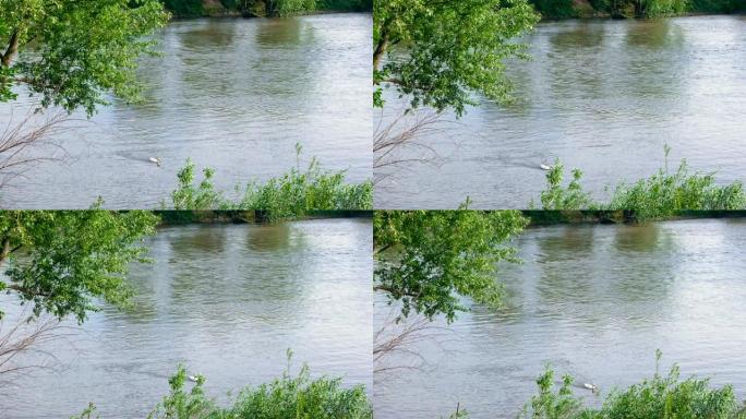 许多绿树丛中河上的白鸭