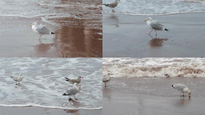 海鸥在海滩上留下脚印，穿过湿沙进入海浪