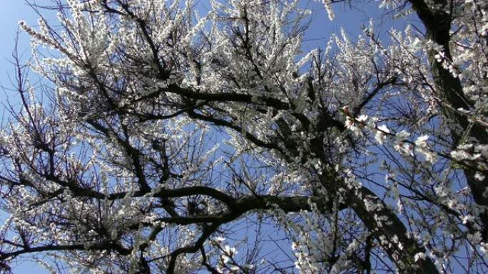 花朵盛开的樱桃 (Prunus avium)，乌克兰，东欧