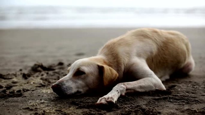 狗在海滩上放松，果阿