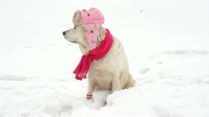 有趣的视频大自然中的宠物 -- 一只美丽的狗在白雪覆盖的空地上穿着冬帽、针织围巾和袜子摆姿势