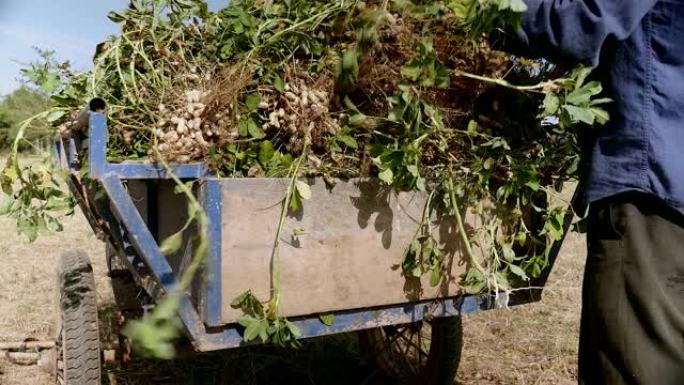 关闭农民将花生植物装载到他的摩托车拖车中