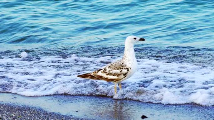 一只白鸥看起来很惊慌，在后面海浪的背景下从岸上飞过