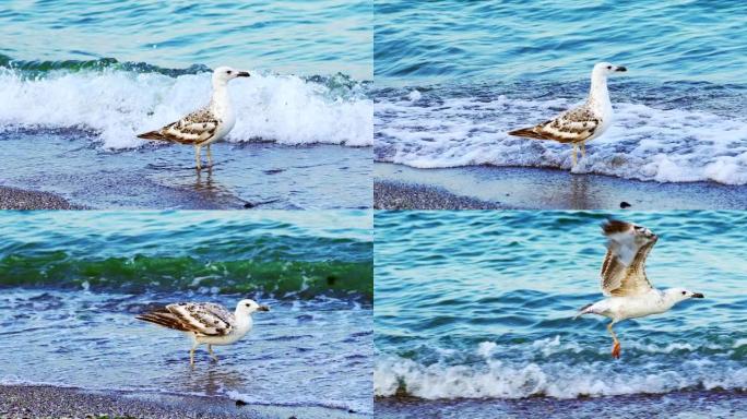 一只白鸥看起来很惊慌，在后面海浪的背景下从岸上飞过