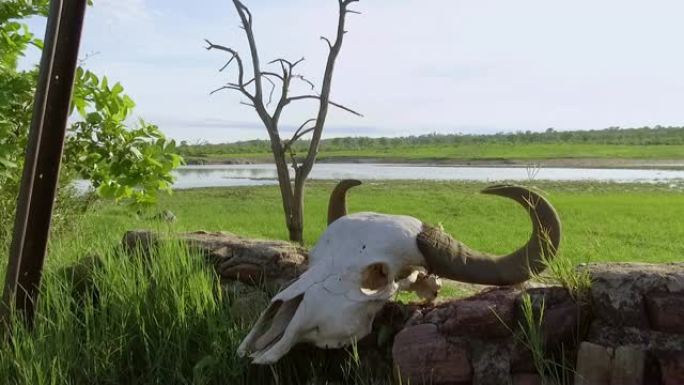 非洲景观中的水牛头骨
