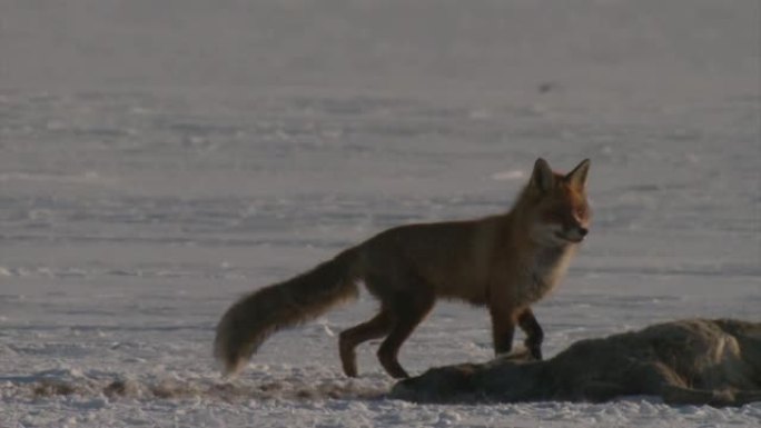 红狐 (Vulpes vulpes)