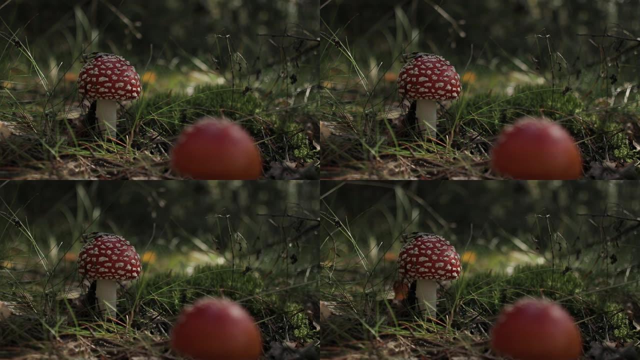 秋林中的毒蝇伞 (蝇木耳) 蘑菇。秋天天气晴朗。框架中有两个蘑菇，一个在焦点上。您可以清楚地看到蘑菇