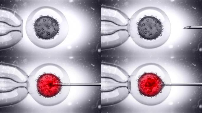 注入卵细胞核的DNA填充液体的3D动画